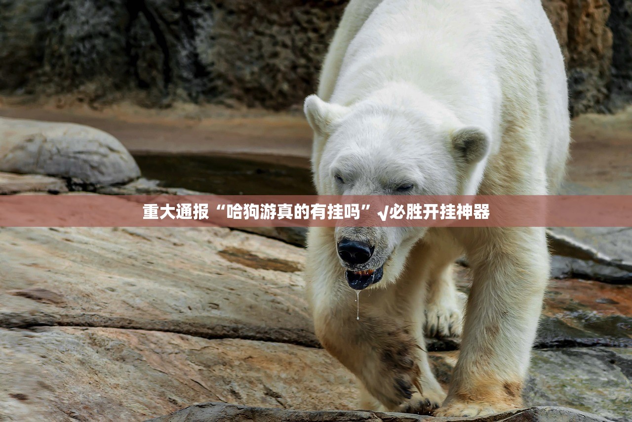 分享实测wpkplus其实确实真的有挂确实真的有挂