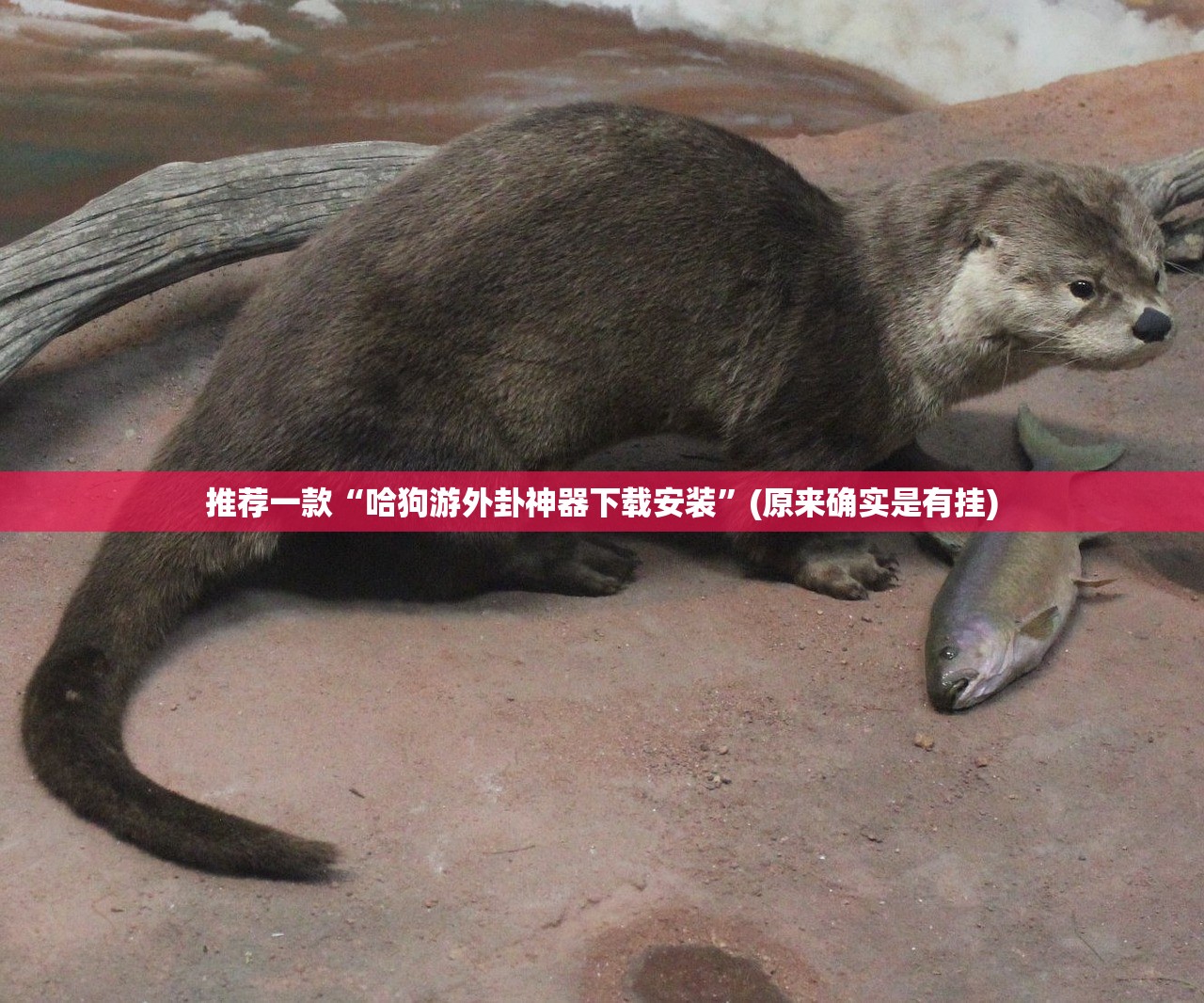 推荐一款中至赣牌圈包王有挂没有其实是有挂√曝光透视猫腻