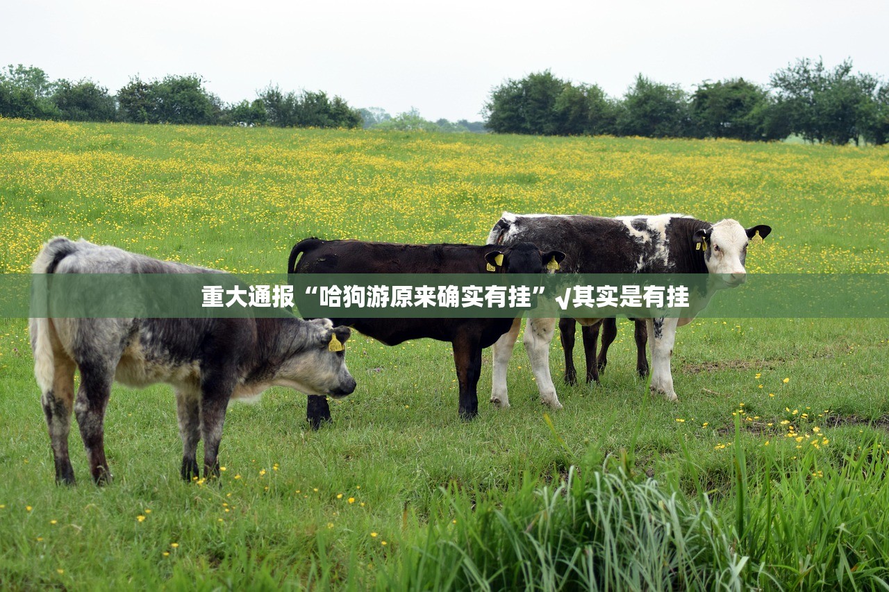重大通报忆游八张清怎样开挂其实真的确实有挂