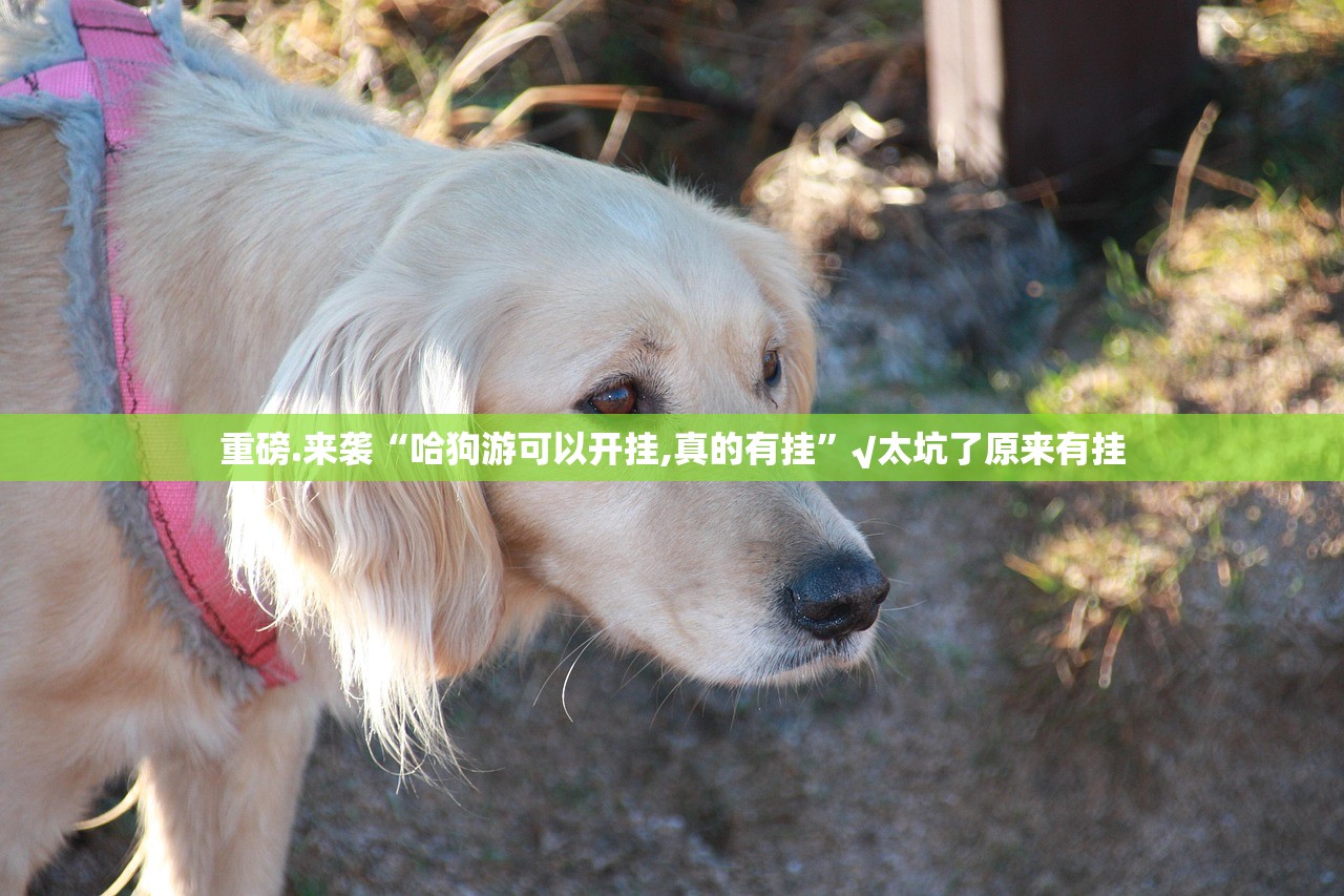 推荐一款湘约有挂是真的@太坑了真的有挂