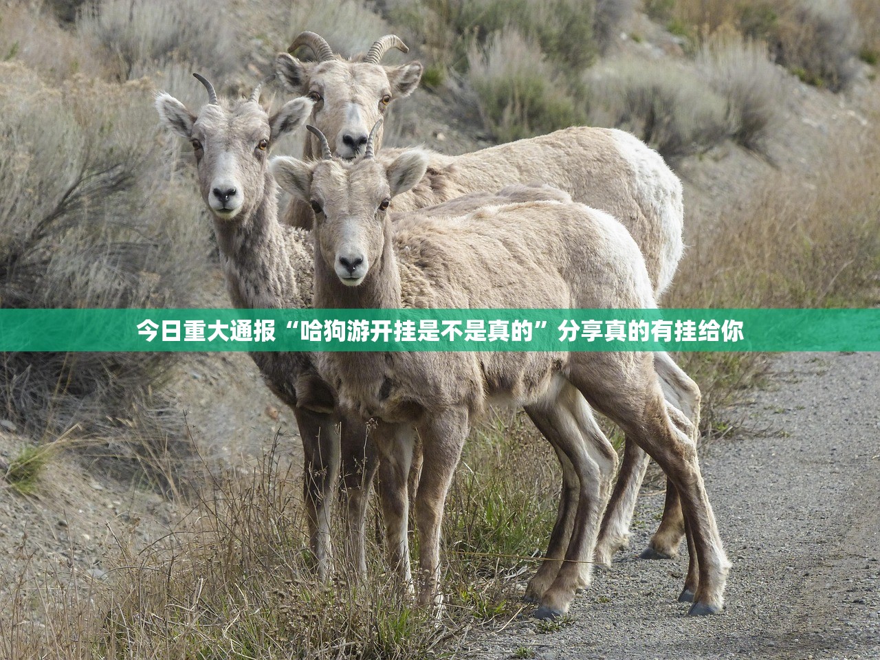 分享实测天虹互娱果然有挂确实有挂(原来确实是有挂)