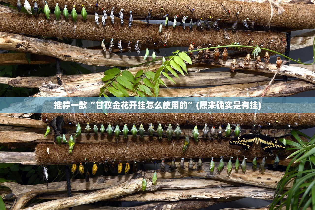 重磅.来袭新金龙有没有挂,确实有挂(原来确实是有挂)