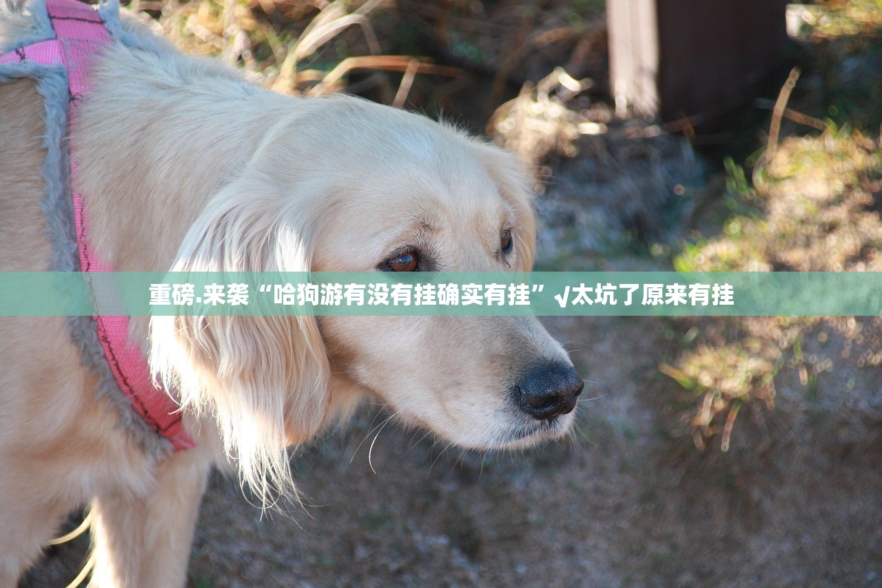 分享实测比鸡透视挂!(确实有挂) 分享实测比鸡透视挂!(确实有挂)