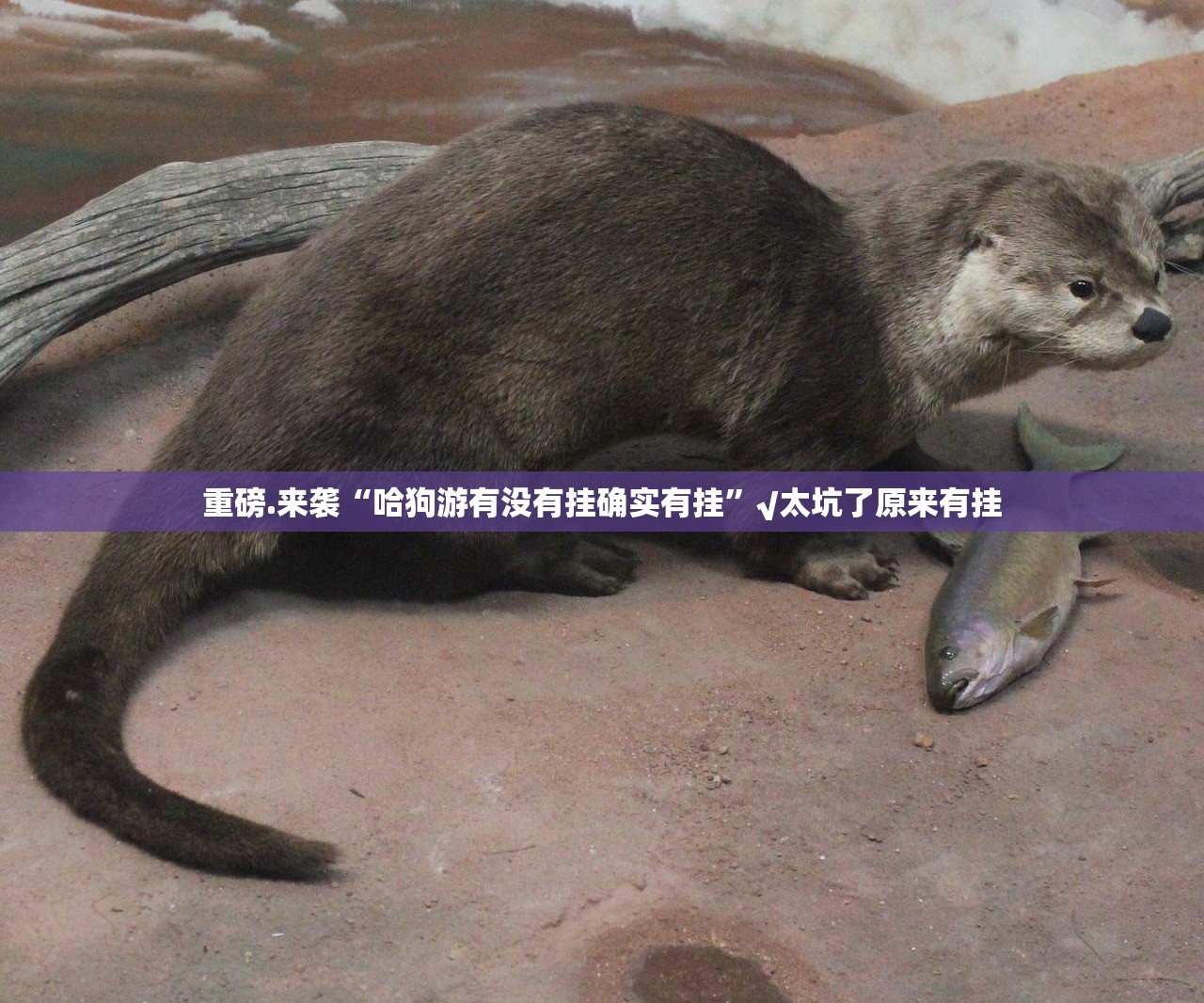 重大通报钱塘十三水确实有挂可以开挂√其实是有挂