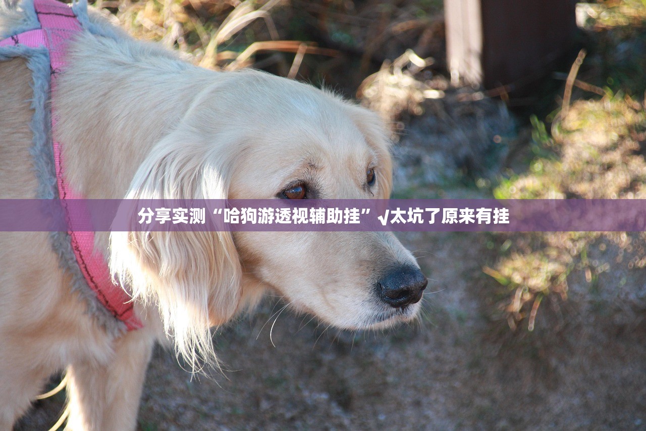 分享实测“哈狗游透视辅助挂”√太坑了原来有挂 分享实测“哈狗游透视辅助挂”√太坑了原来有挂