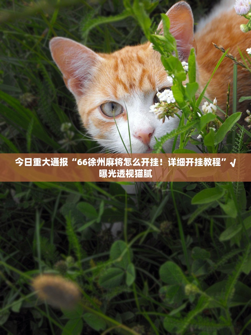 重磅.来袭经典联盟挂软件”√确实真的有挂