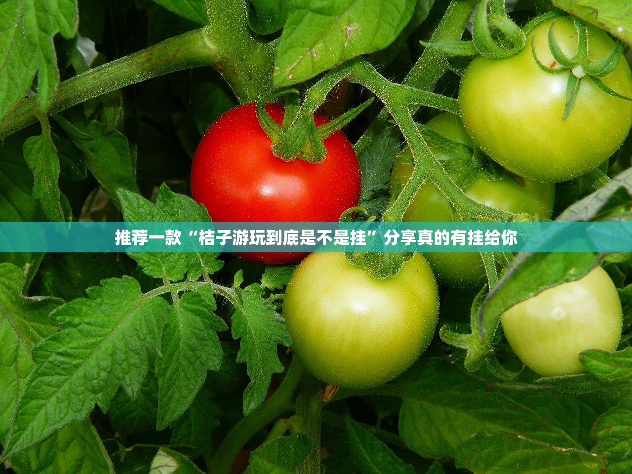 分享实测“宝龙互娱确实可以开挂吗”其实确实有挂 分享实测“宝龙互娱确实可以开挂吗”其实确实有挂