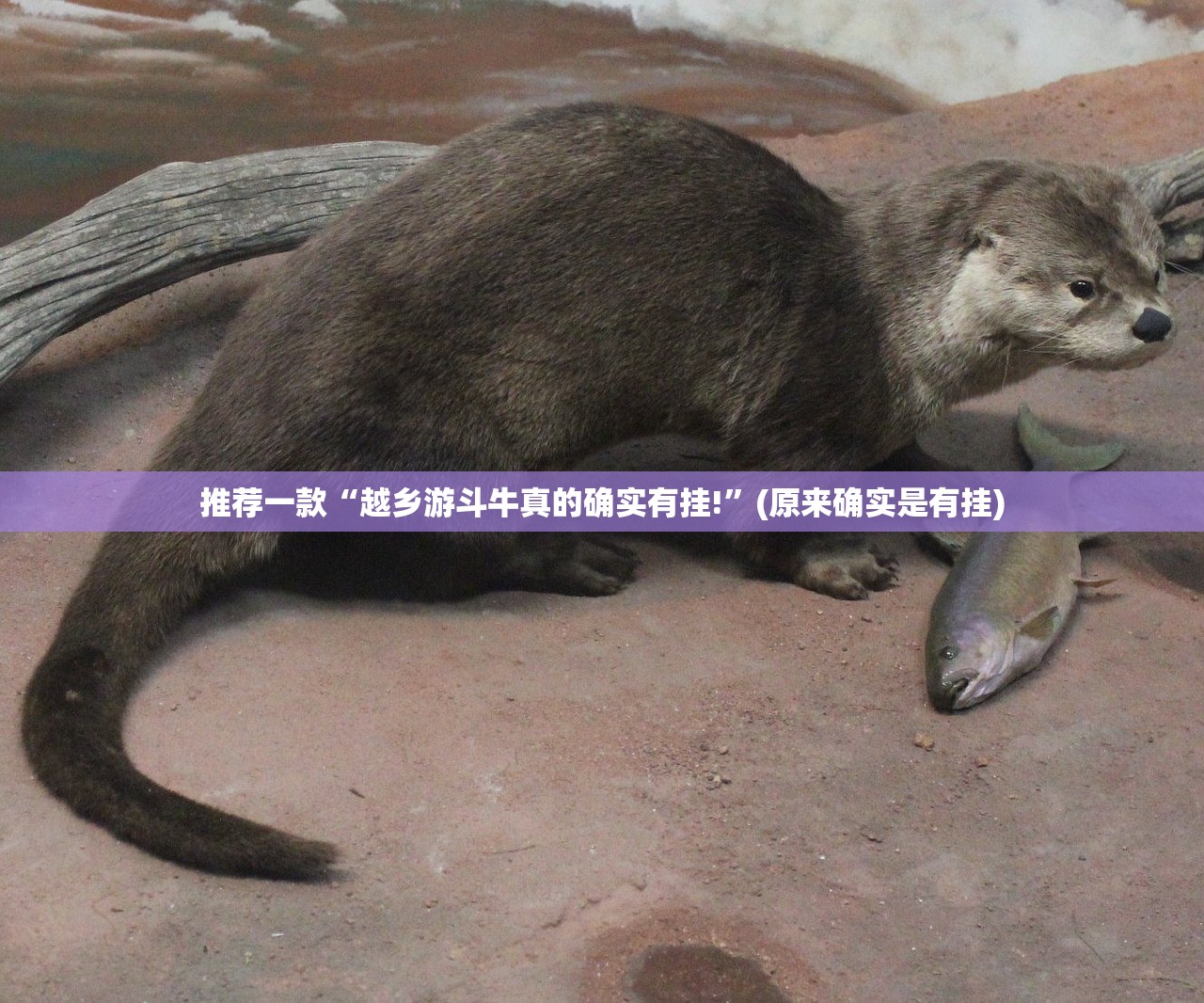 分享实测旺旺娱乐真的确实是有挂(确实有挂)