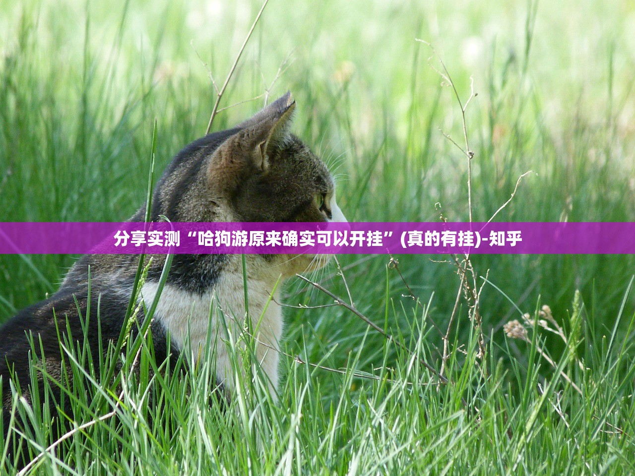 重磅.来袭微乐四川麻将其实能开挂吗(真的有挂)-知乎