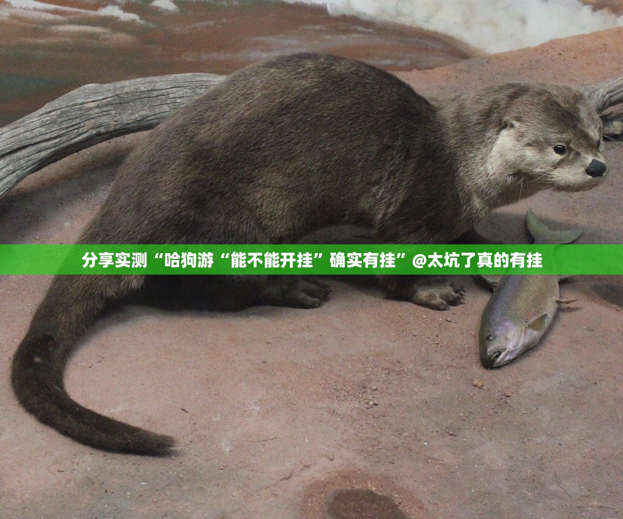 推荐一款小牛棋牌到底有没有挂√曝光透视猫腻