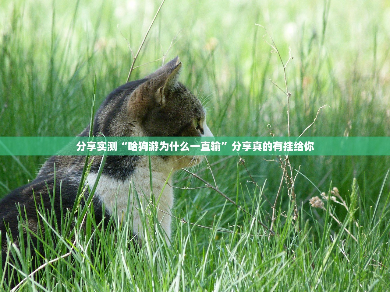 分享实测“哈狗游为什么一直输”分享真的有挂给你 分享实测“哈狗游为什么一直输”分享真的有挂给你