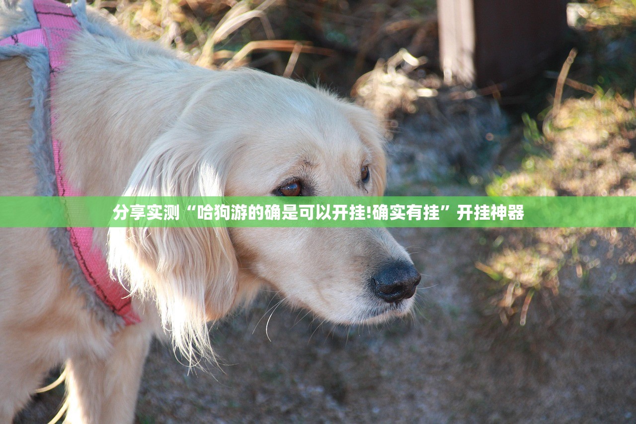 分享实测“哈狗游的确是可以开挂!确实有挂”开挂神器 分享实测“哈狗游的确是可以开挂!确实有挂”开挂神器