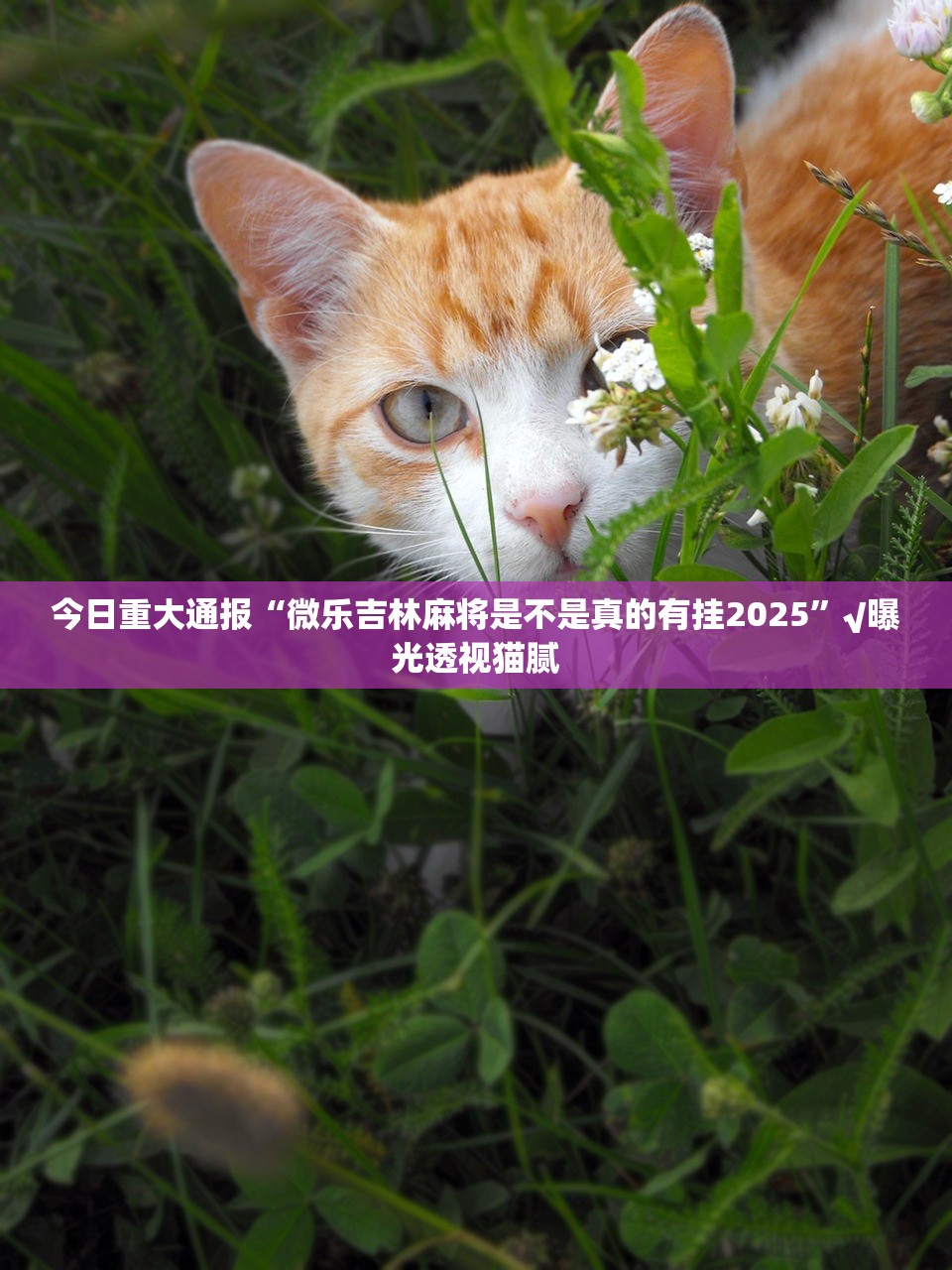 郑州师范学院正方教务(郑州师范学院教务在线) 郑州师范学院正方教务(郑州师范学院教务在线)