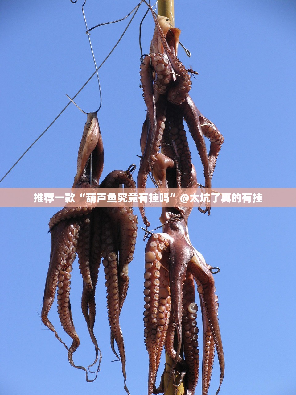 推荐一款“葫芦鱼究竟有挂吗”@太坑了真的有挂