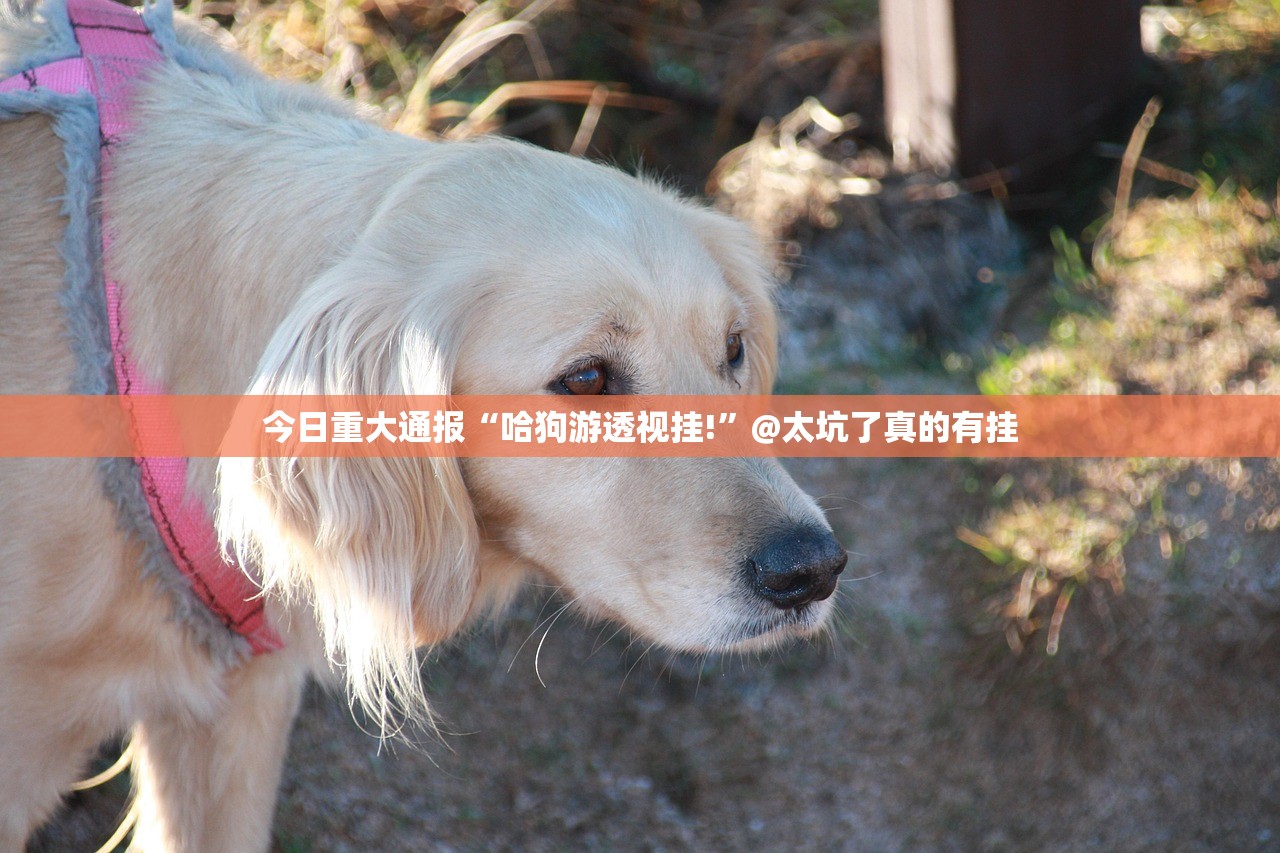 今日重大通报“哈狗游透视挂!”@太坑了真的有挂 今日重大通报“哈狗游透视挂!”@太坑了真的有挂