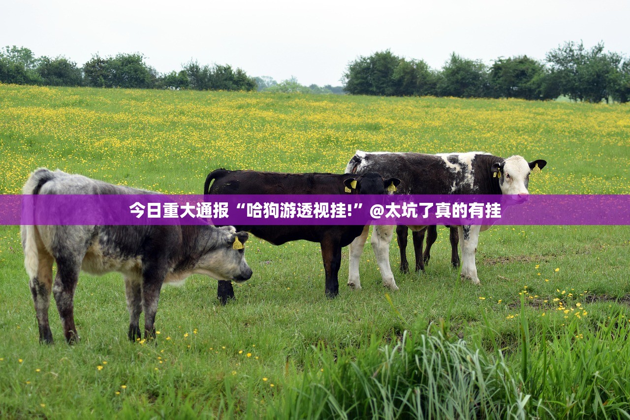 今日重大通报“哈狗游透视挂!”@太坑了真的有挂 今日重大通报“哈狗游透视挂!”@太坑了真的有挂