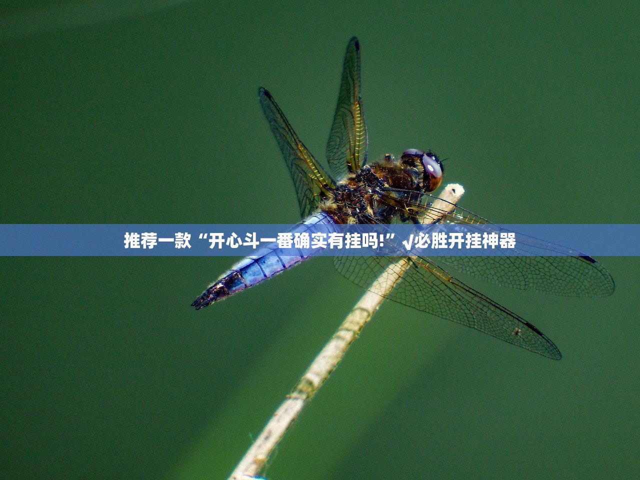 重大通报闽游麻将确实有挂吗!真的确实有挂