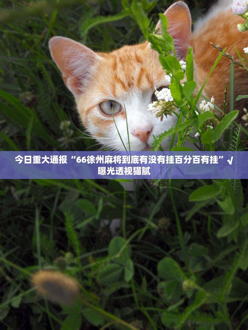 推荐一款葫芦犇犇有挂没有真的确实有挂