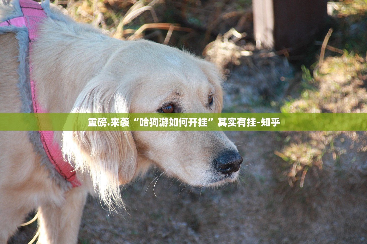 重磅.来袭微乐捉鸡麻将挂!详细开挂教程@太坑了真的有挂