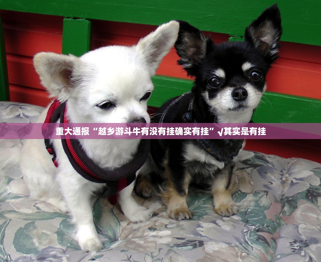 重磅.来袭五十K确实真的有挂!2025(果然有挂) 重磅.来袭五十K确实真的有挂!2025(果然有挂)