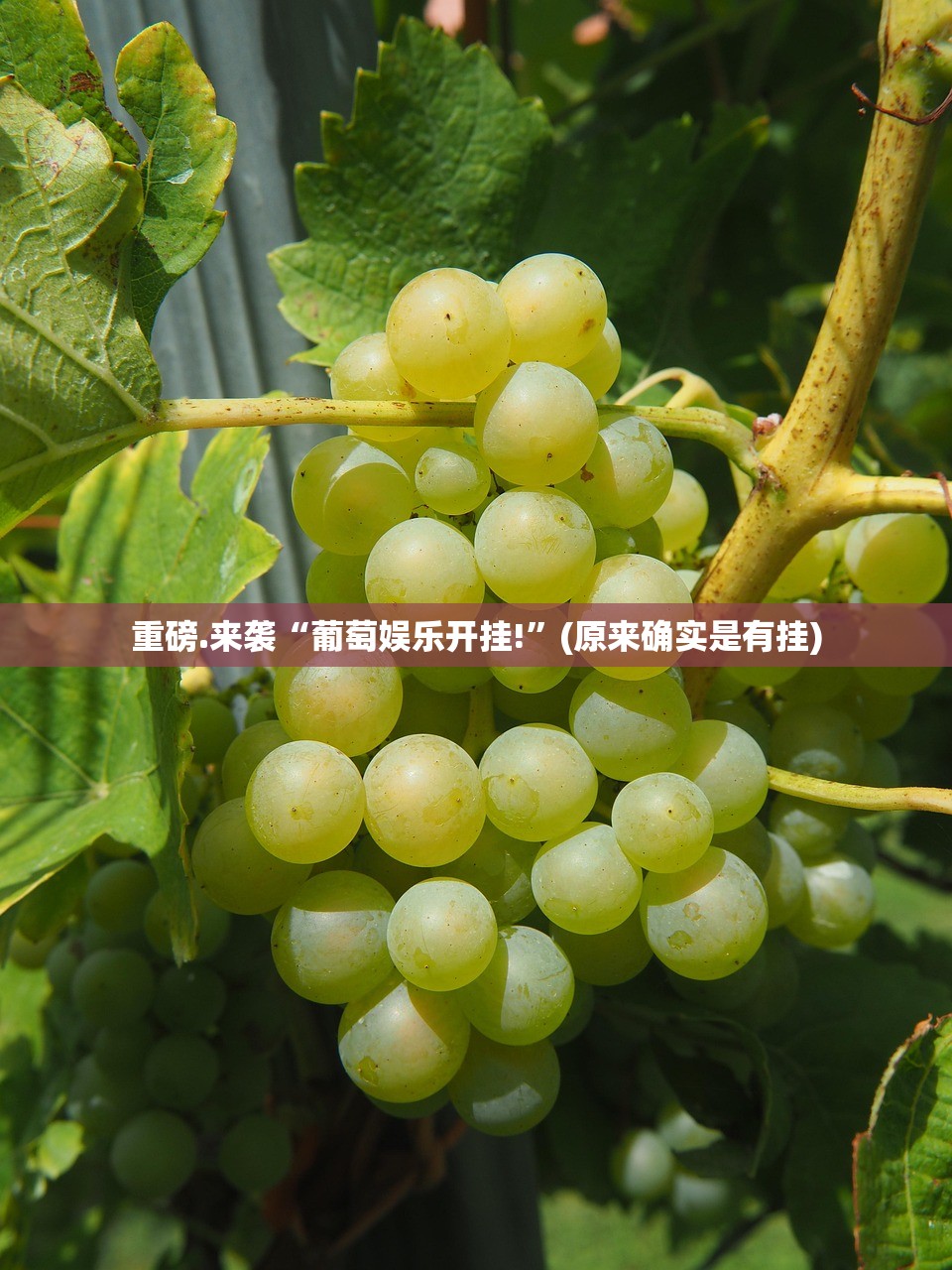 重磅.来袭新好游辅助挂 其实真的确实有挂