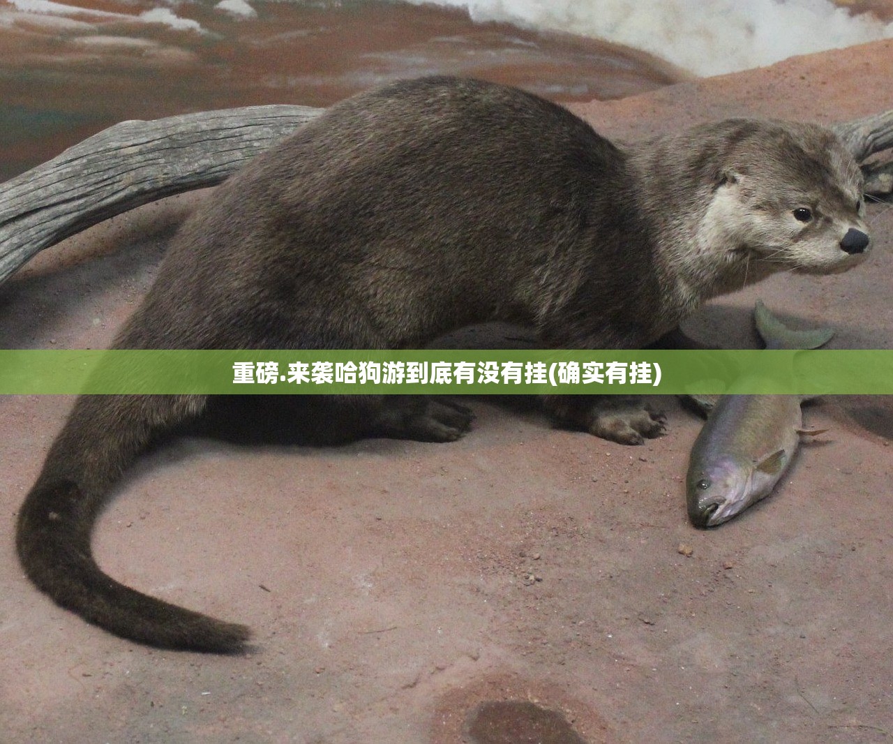 重磅.来袭旺旺闽南麻将怎么开挂一专业师傅带你赢√其实是有挂
