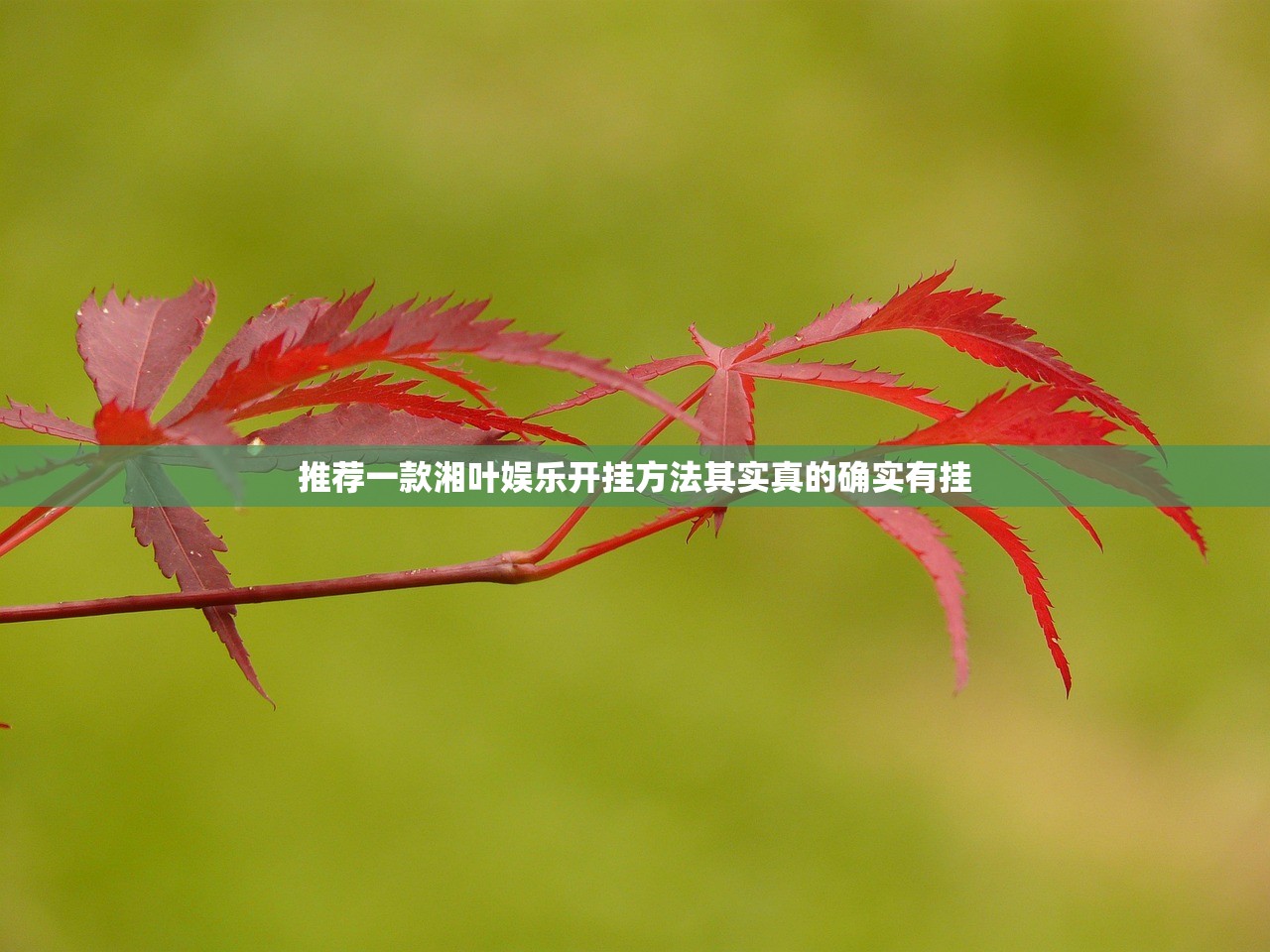 重磅.来袭中至上饶麻将510K确实有挂可以开挂√曝光透视猫腻