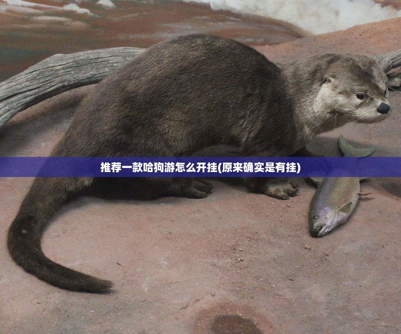 推荐一款哈狗游怎么开挂(原来确实是有挂)