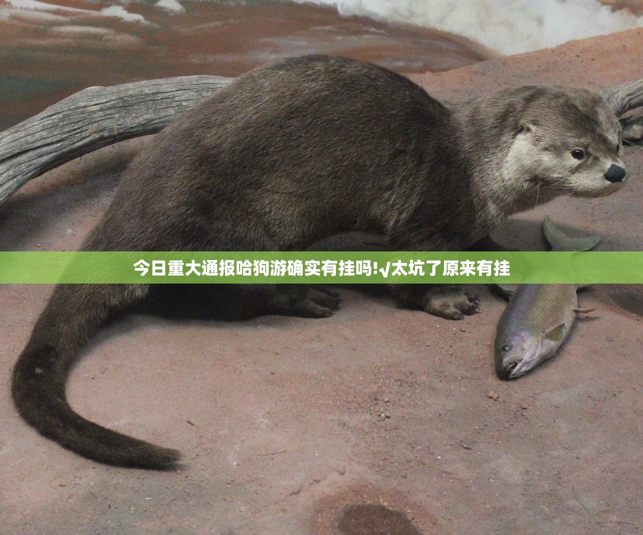 今日重大通报哈狗游确实有挂吗!√太坑了原来有挂