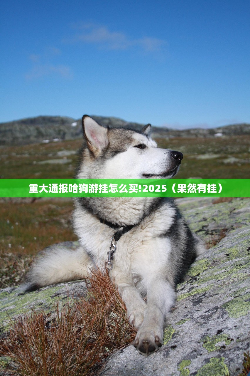 重大通报哈狗游挂怎么买!2025（果然有挂）
