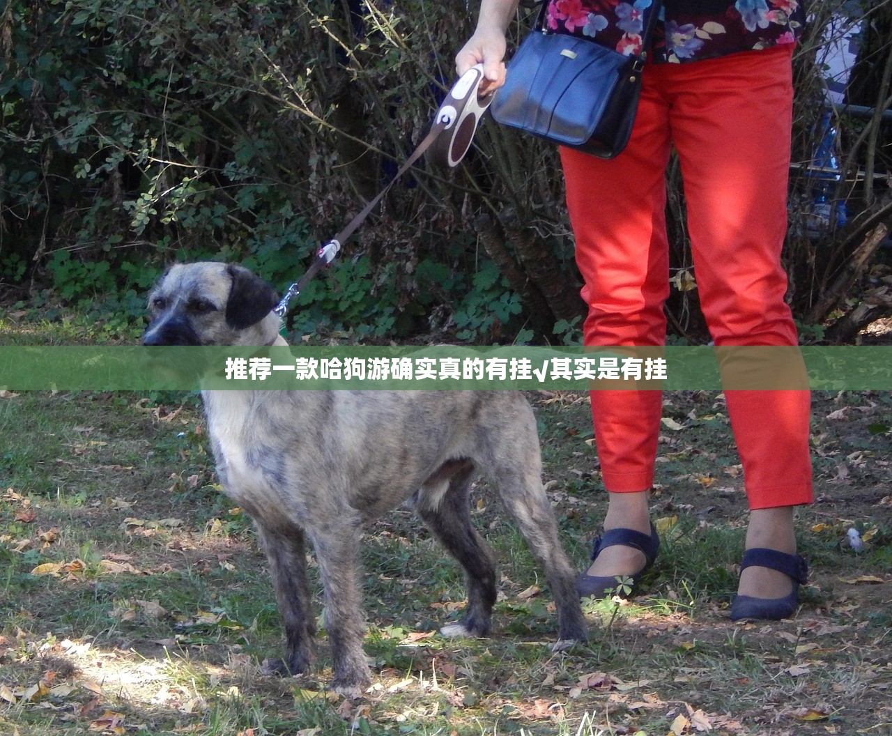 推荐一款哈狗游确实真的有挂√其实是有挂