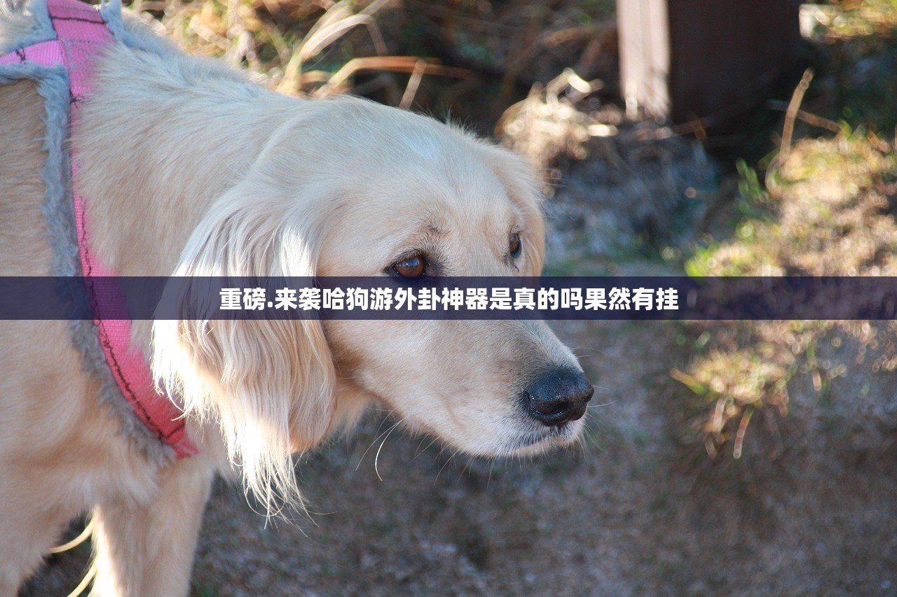 推荐一款柚子联盟有挂没有其实是有挂果然有挂