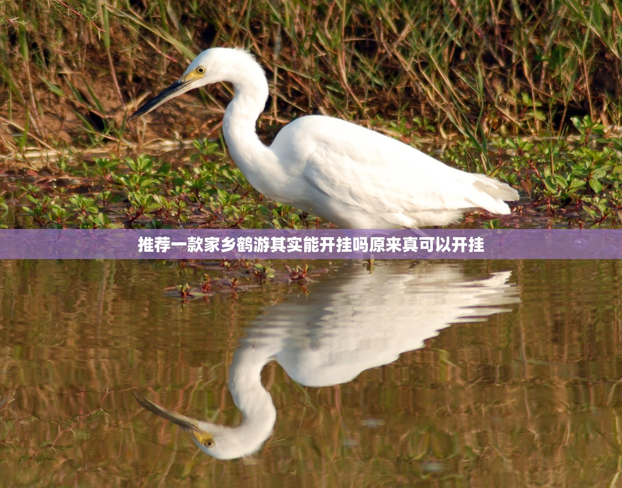 重磅.来袭八戒金花为什么一直输原来真可以开挂