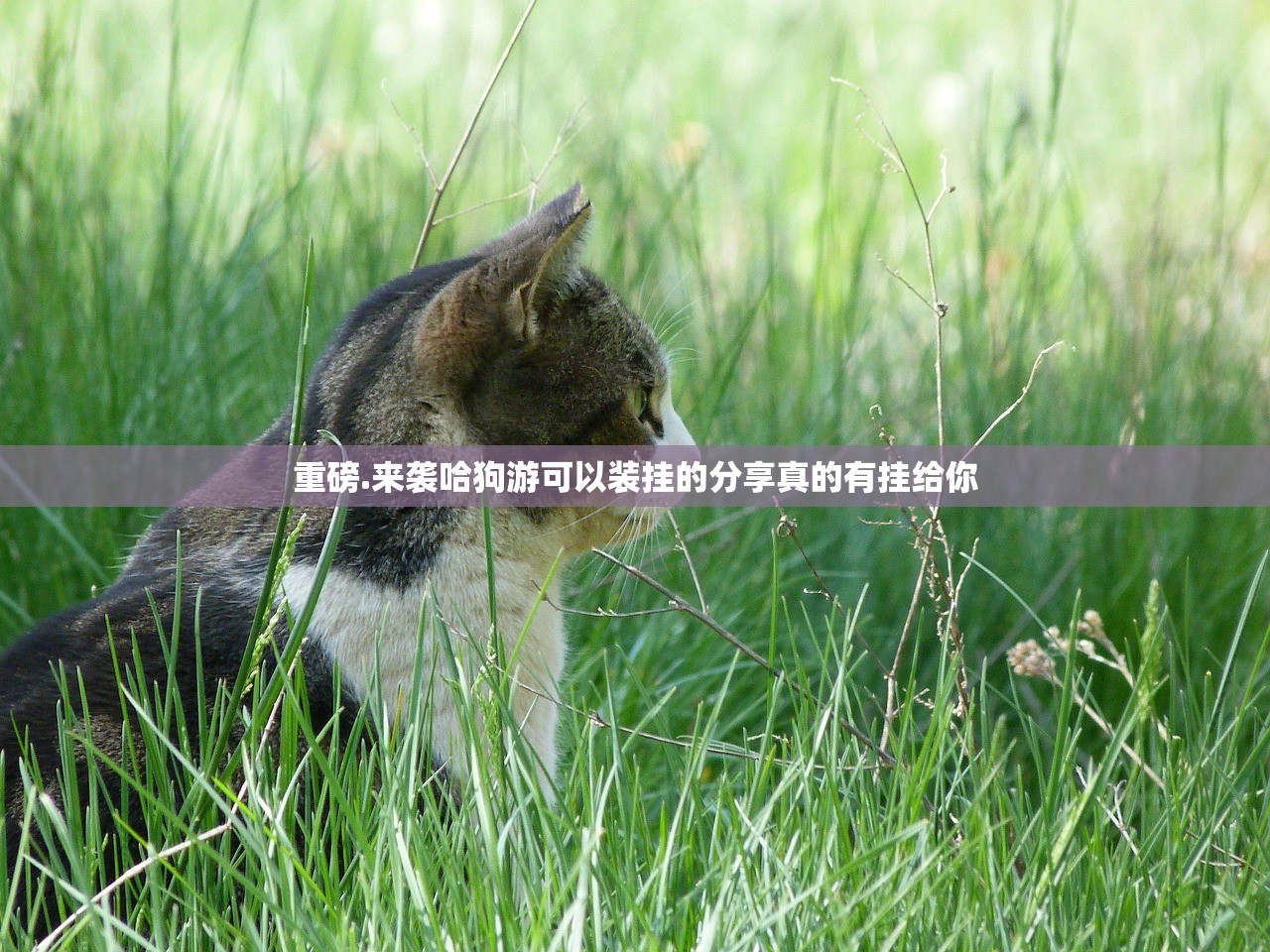 今日重大通报微乐二七王老是输真的有挂!√必胜开挂神器