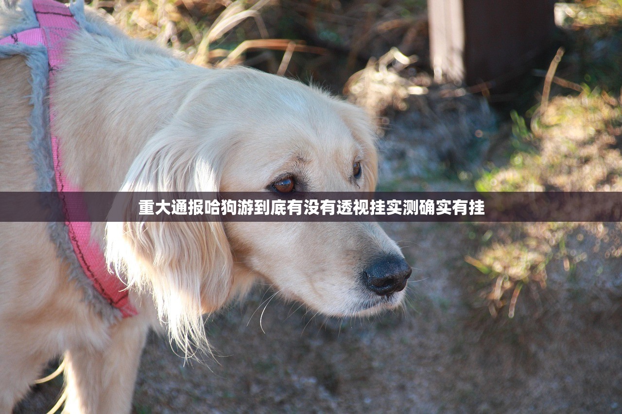 推荐一款闲娱江西棋牌万能开挂神器开挂神器