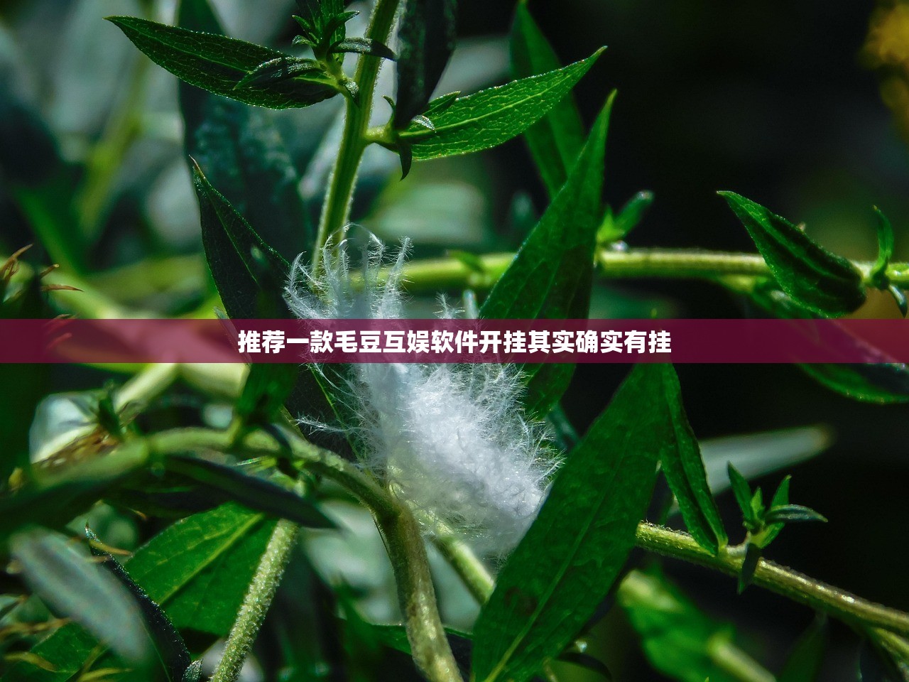 推荐一款毛豆互娱软件开挂其实确实有挂