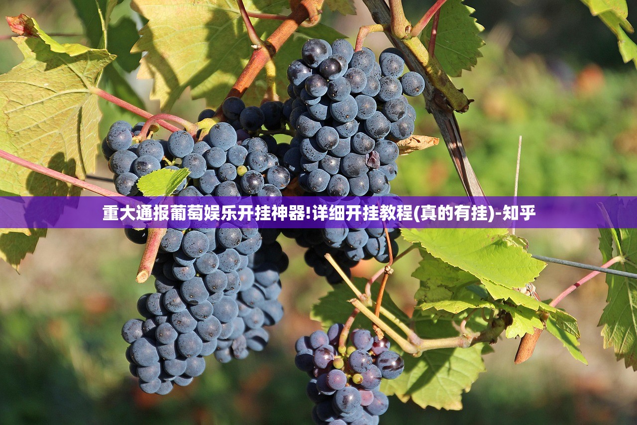 重大通报葡萄娱乐开挂神器!详细开挂教程(真的有挂)-知乎