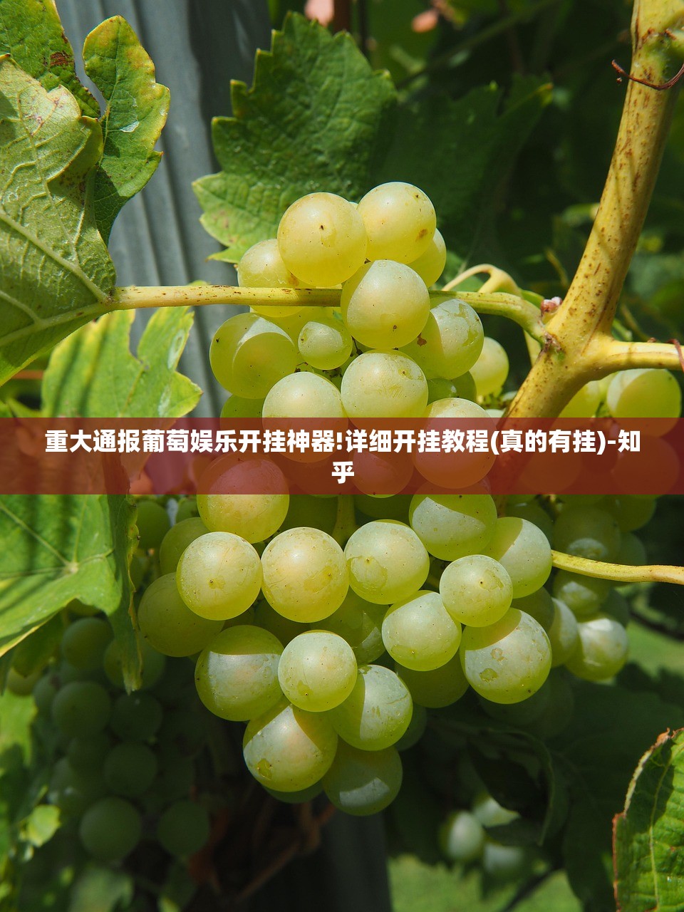 重大通报葡萄娱乐开挂神器!详细开挂教程(真的有挂)-知乎