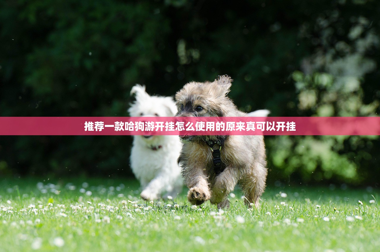 推荐一款哈狗游开挂怎么使用的原来真可以开挂