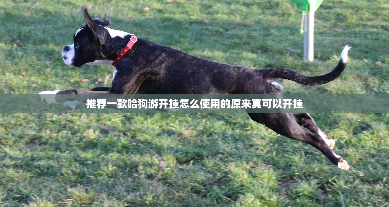推荐一款哈狗游开挂怎么使用的原来真可以开挂