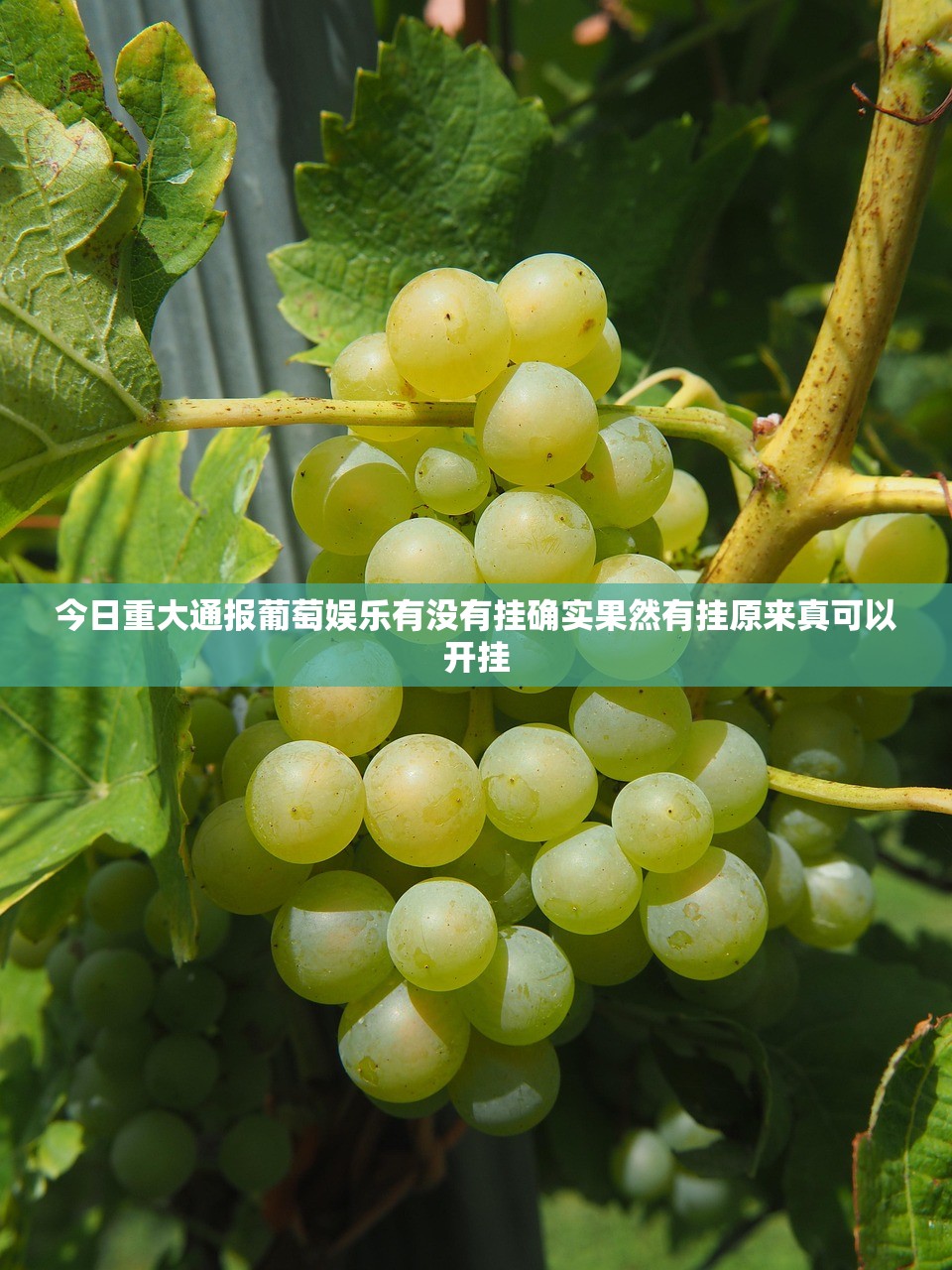 今日重大通报葡萄娱乐有没有挂确实果然有挂原来真可以开挂