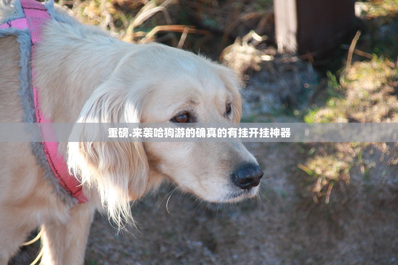 重磅.来袭哈狗游的确真的有挂开挂神器