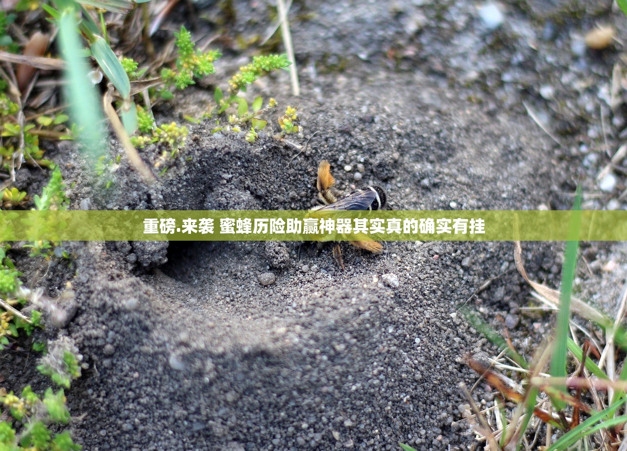 重磅.来袭 蜜蜂历险助赢神器其实真的确实有挂
