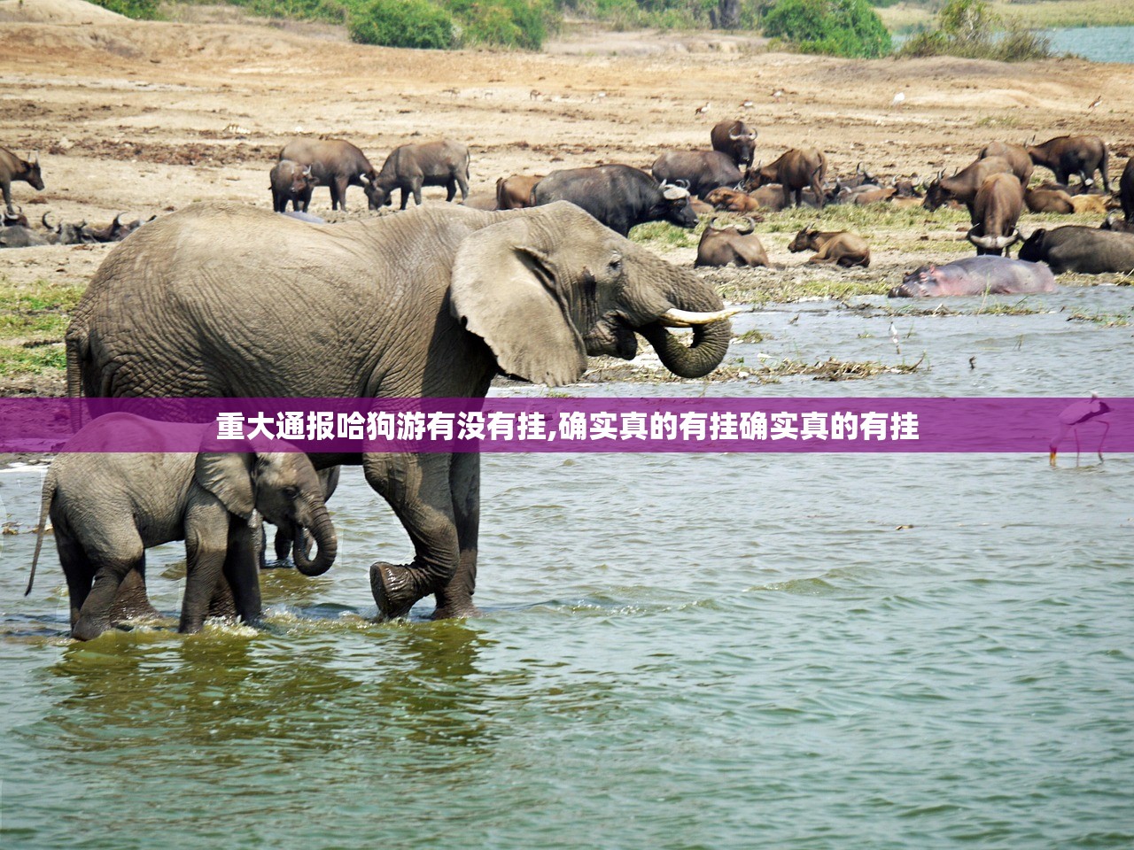 重大通报哈狗游有没有挂,确实真的有挂确实真的有挂