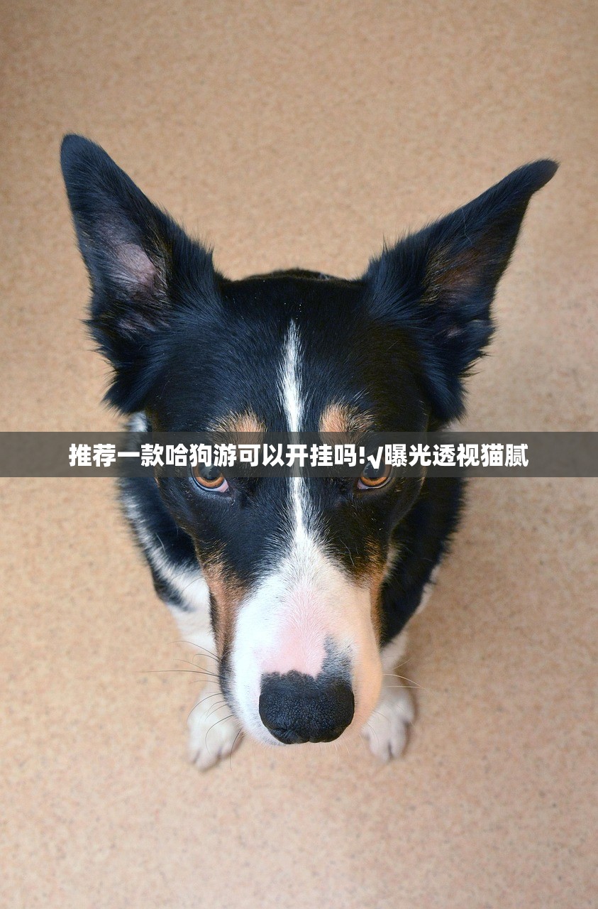 推荐一款哈狗游可以开挂吗!√曝光透视猫腻