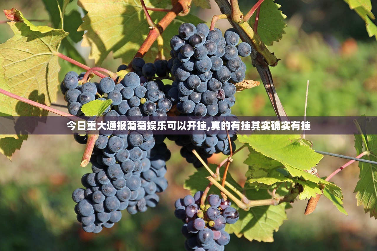 今日重大通报葡萄娱乐可以开挂,真的有挂其实确实有挂