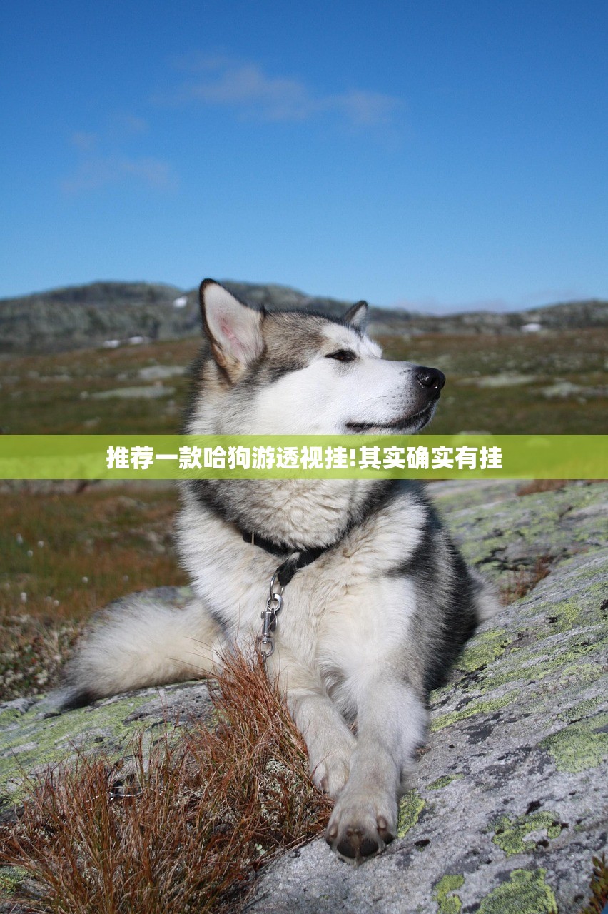 推荐一款哈狗游透视挂!其实确实有挂