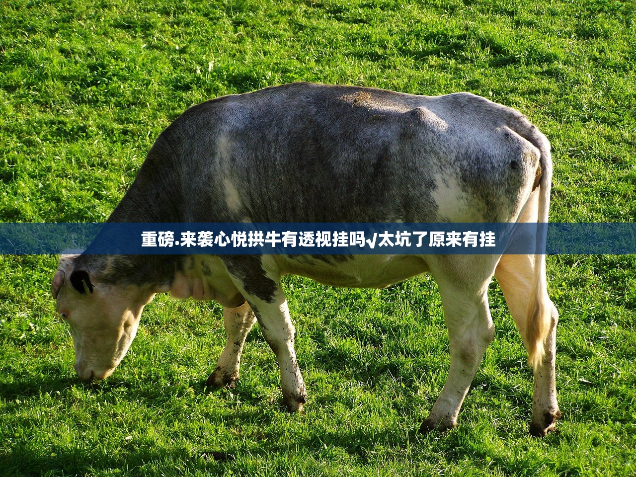 重磅.来袭心悦拱牛有透视挂吗√太坑了原来有挂