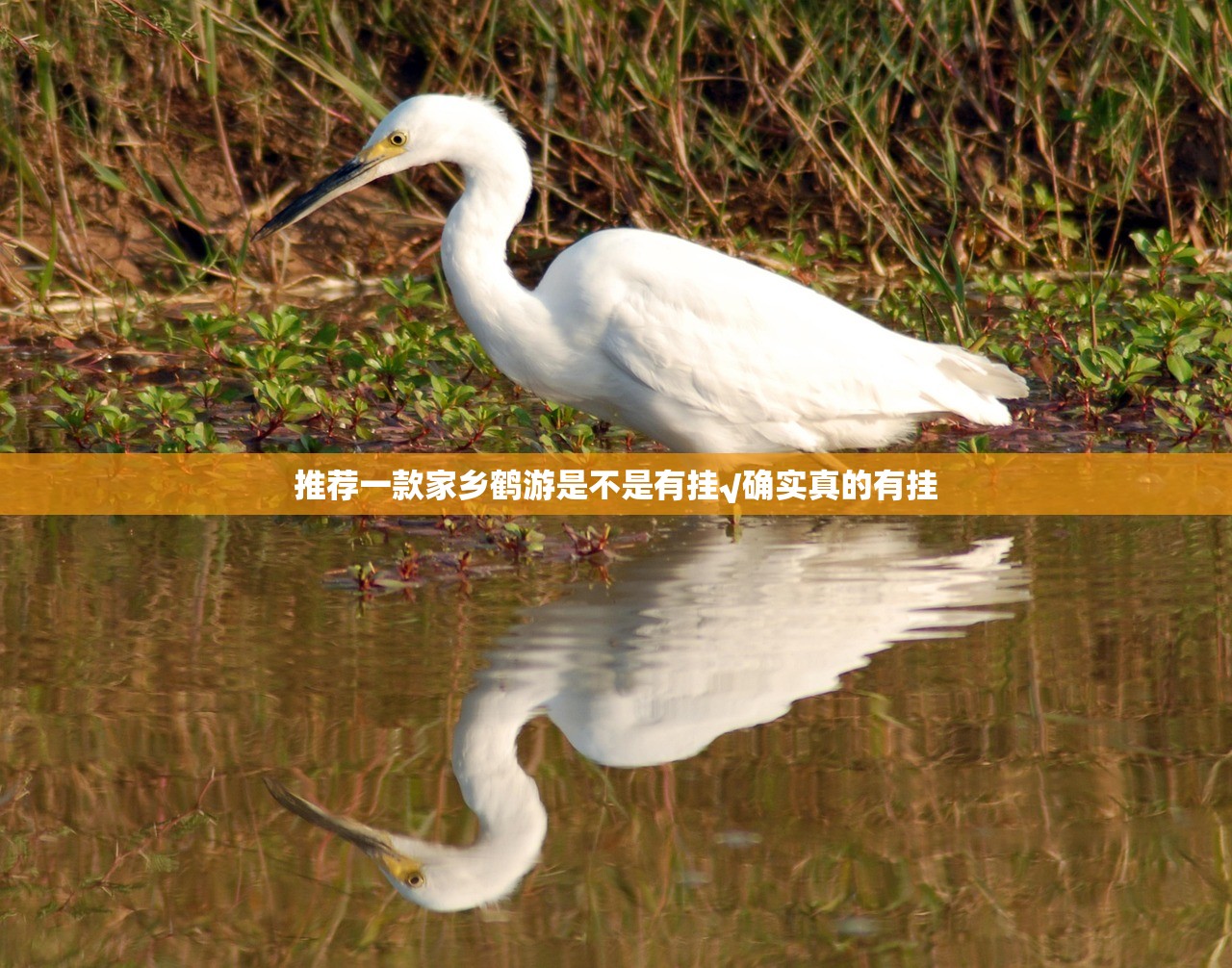 推荐一款家乡鹤游是不是有挂√确实真的有挂