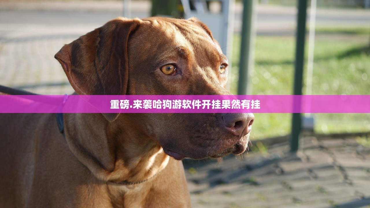 重磅.来袭哈狗游软件开挂果然有挂